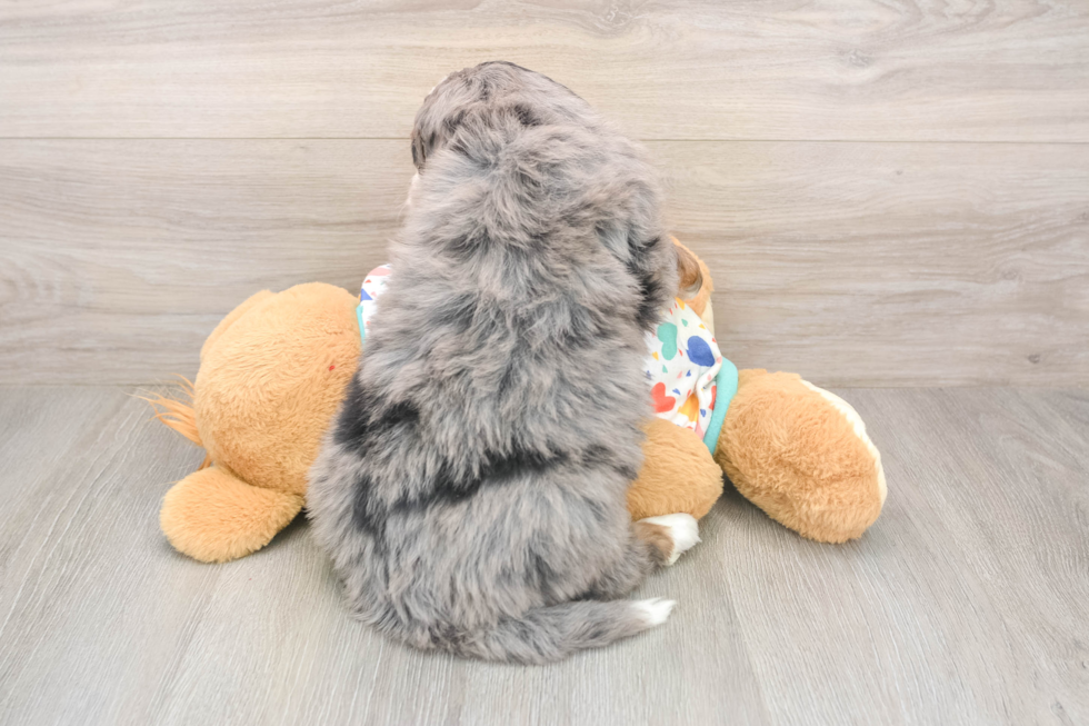 Petite Mini Bernedoodle Poodle Mix Pup