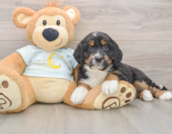 5 week old Mini Bernedoodle Puppy For Sale - Seaside Pups