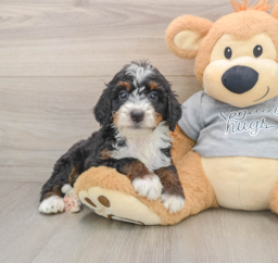 7 week old Mini Bernedoodle Puppy For Sale - Seaside Pups