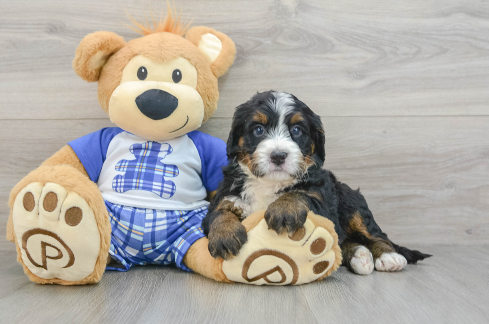 7 week old Mini Bernedoodle Puppy For Sale - Seaside Pups