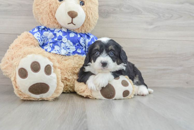 Mini Bernedoodle Puppy for Adoption