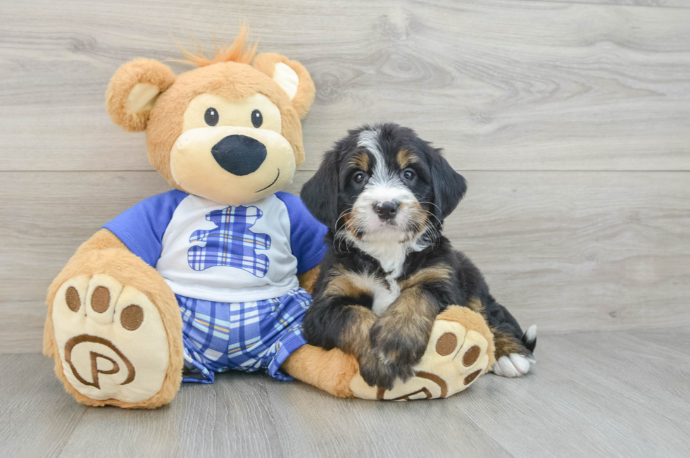 7 week old Mini Bernedoodle Puppy For Sale - Seaside Pups