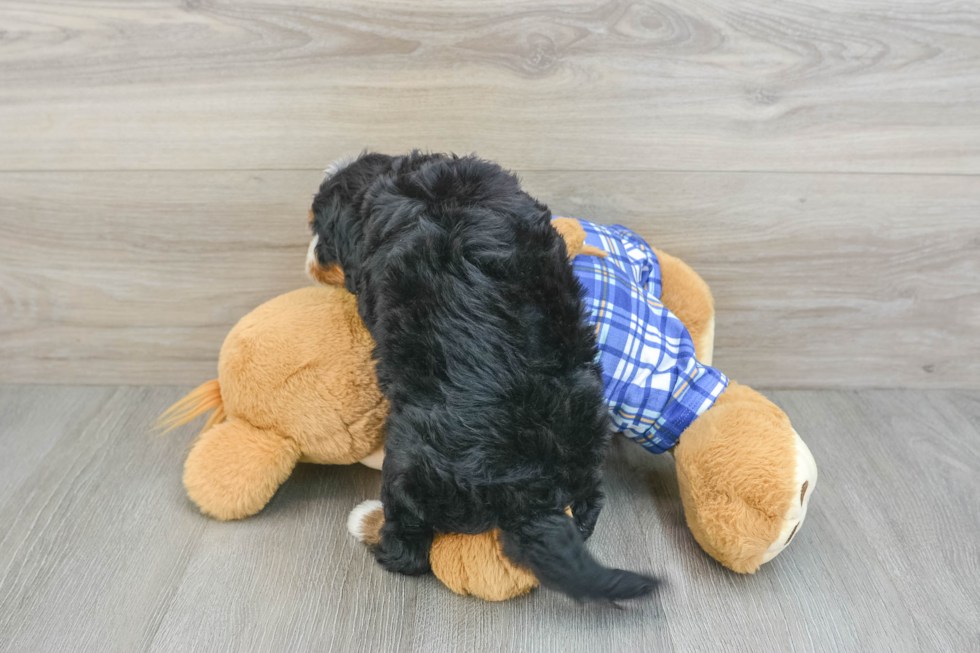 Mini Bernedoodle Pup Being Cute