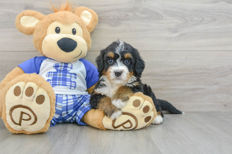 7 week old Mini Bernedoodle Puppy For Sale - Seaside Pups