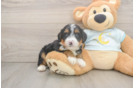Mini Bernedoodle Puppy for Adoption