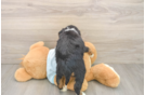 Mini Bernedoodle Pup Being Cute