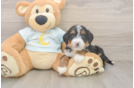 Funny Mini Bernedoodle Poodle Mix Pup