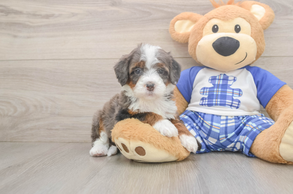 5 week old Mini Bernedoodle Puppy For Sale - Seaside Pups
