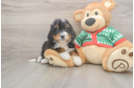 Happy Mini Bernedoodle Baby