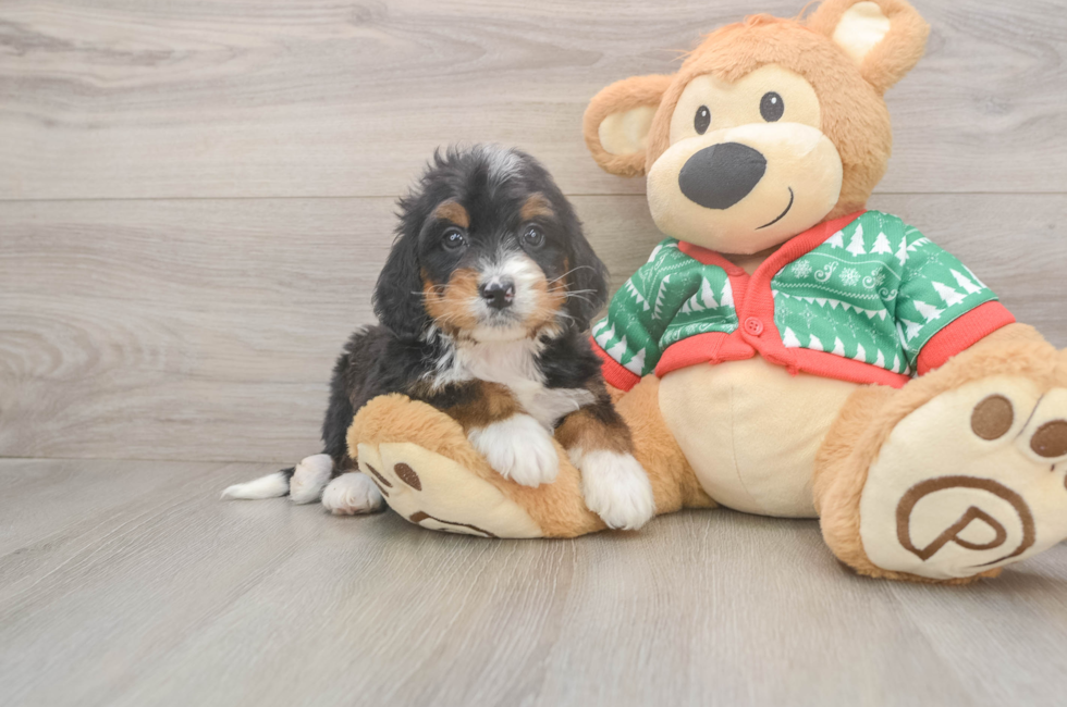 5 week old Mini Bernedoodle Puppy For Sale - Seaside Pups