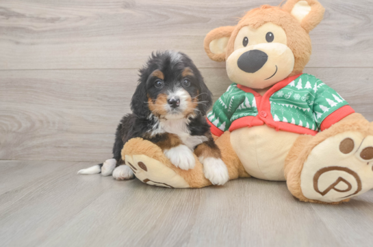 Happy Mini Bernedoodle Baby