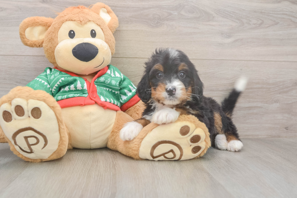 Mini Bernedoodle Puppy for Adoption