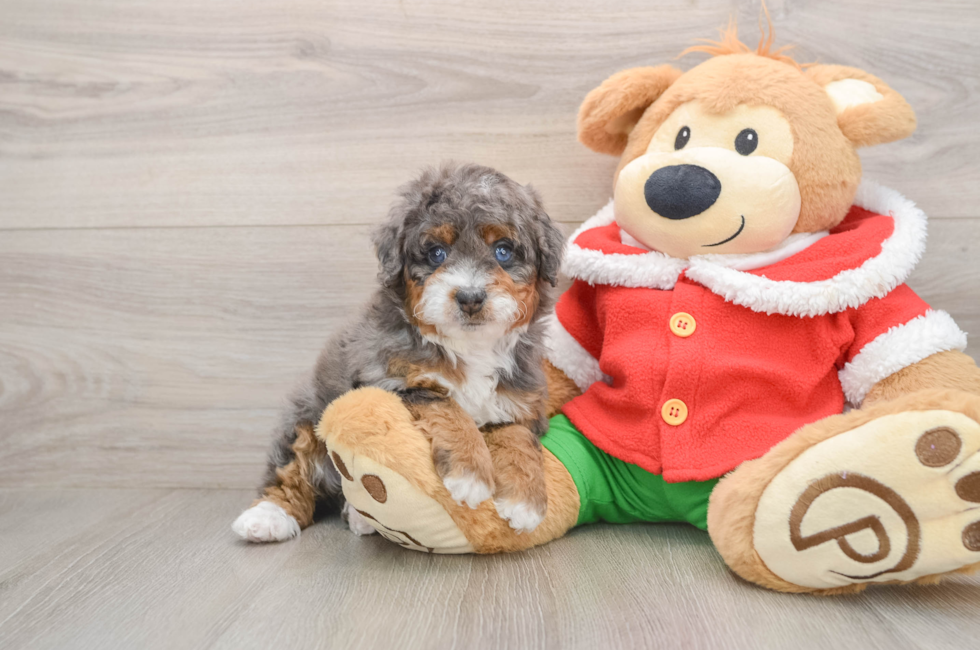 5 week old Mini Bernedoodle Puppy For Sale - Seaside Pups
