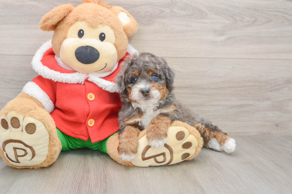 Playful Bernadoodle Poodle Mix Puppy