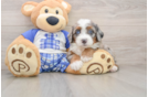 Mini Bernedoodle Puppy for Adoption