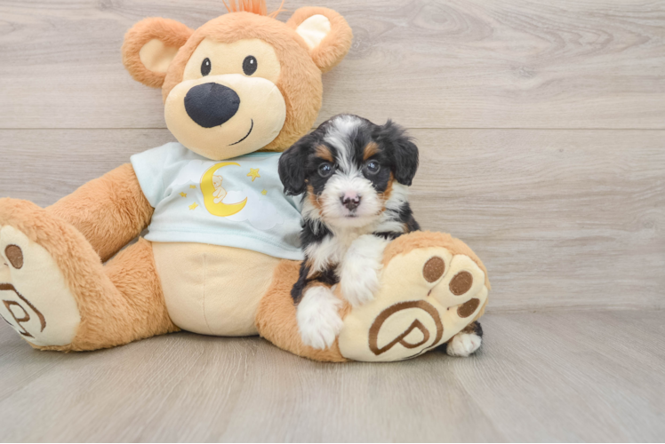Small Mini Bernedoodle Baby
