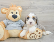 7 week old Mini Bernedoodle Puppy For Sale - Seaside Pups