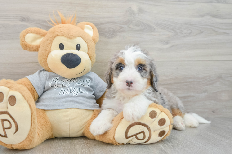 7 week old Mini Bernedoodle Puppy For Sale - Seaside Pups