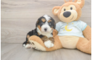 Mini Bernedoodle Puppy for Adoption
