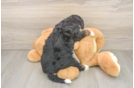 Adorable Mini Berniedoodle Poodle Mix Puppy