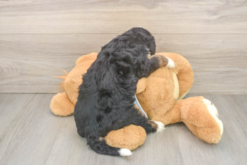 Adorable Mini Berniedoodle Poodle Mix Puppy