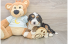 Mini Bernedoodle Puppy for Adoption