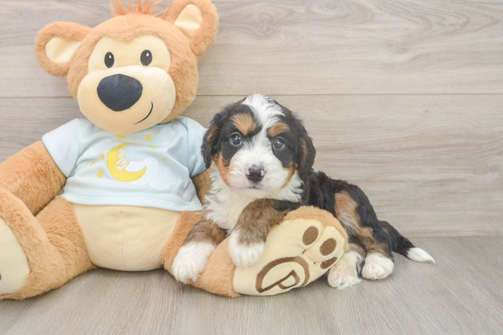 Mini Bernedoodle Puppy for Adoption