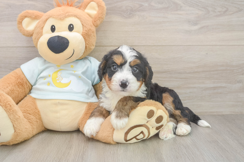5 week old Mini Bernedoodle Puppy For Sale - Seaside Pups