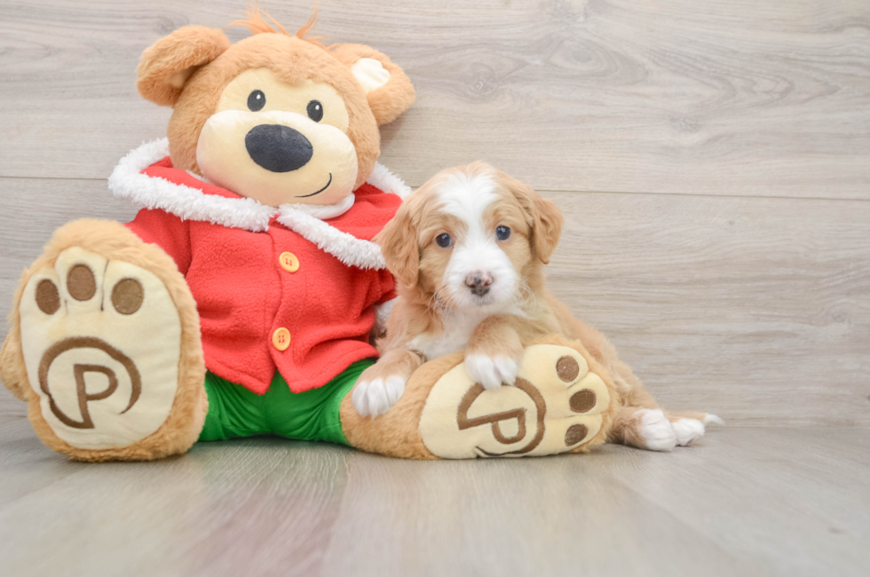 5 week old Mini Bernedoodle Puppy For Sale - Seaside Pups