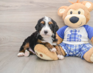 7 week old Mini Bernedoodle Puppy For Sale - Seaside Pups