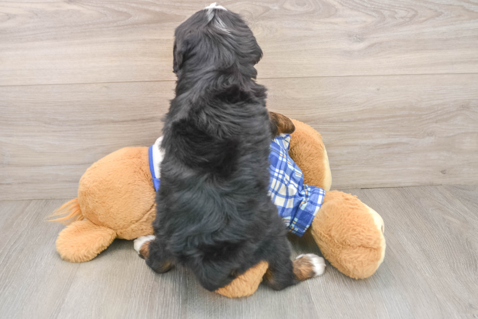 Best Mini Bernedoodle Baby