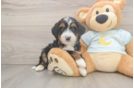 Funny Mini Bernedoodle Poodle Mix Pup