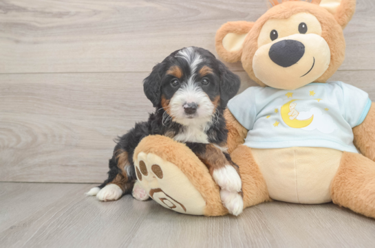 Funny Mini Bernedoodle Poodle Mix Pup