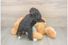 Friendly Mini Bernedoodle Baby