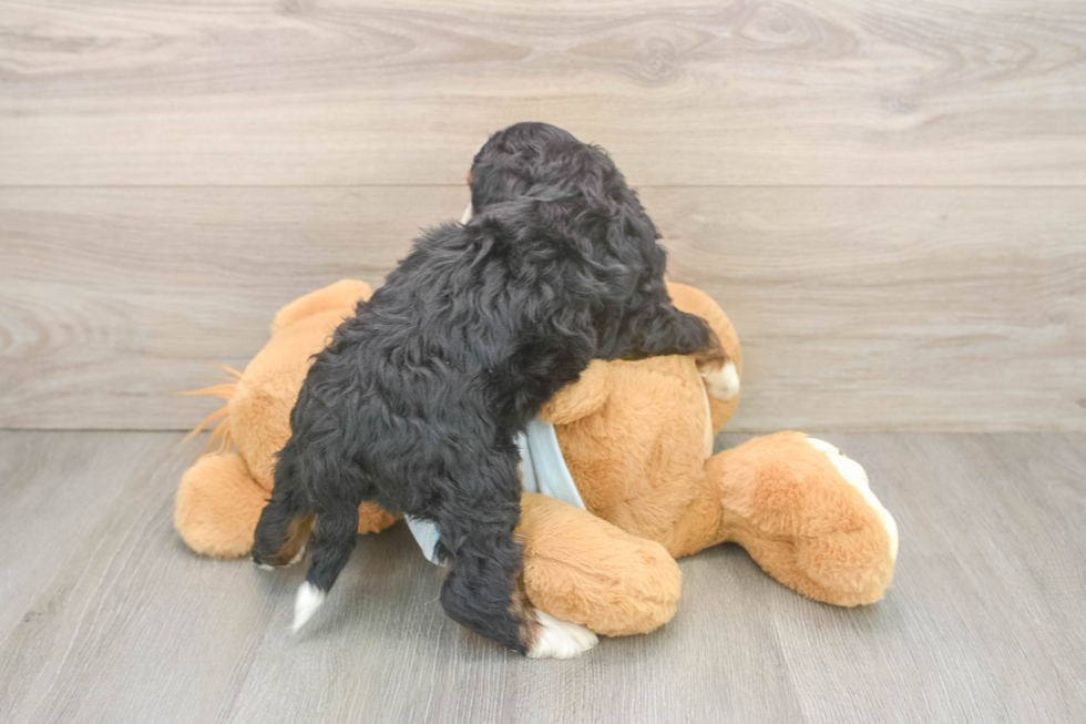 Friendly Mini Bernedoodle Baby