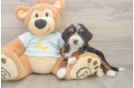 Petite Mini Bernedoodle Poodle Mix Pup