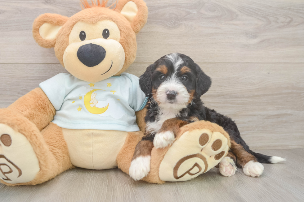 Petite Mini Bernedoodle Poodle Mix Pup