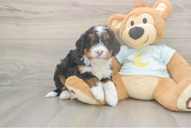 Funny Mini Bernedoodle Poodle Mix Pup