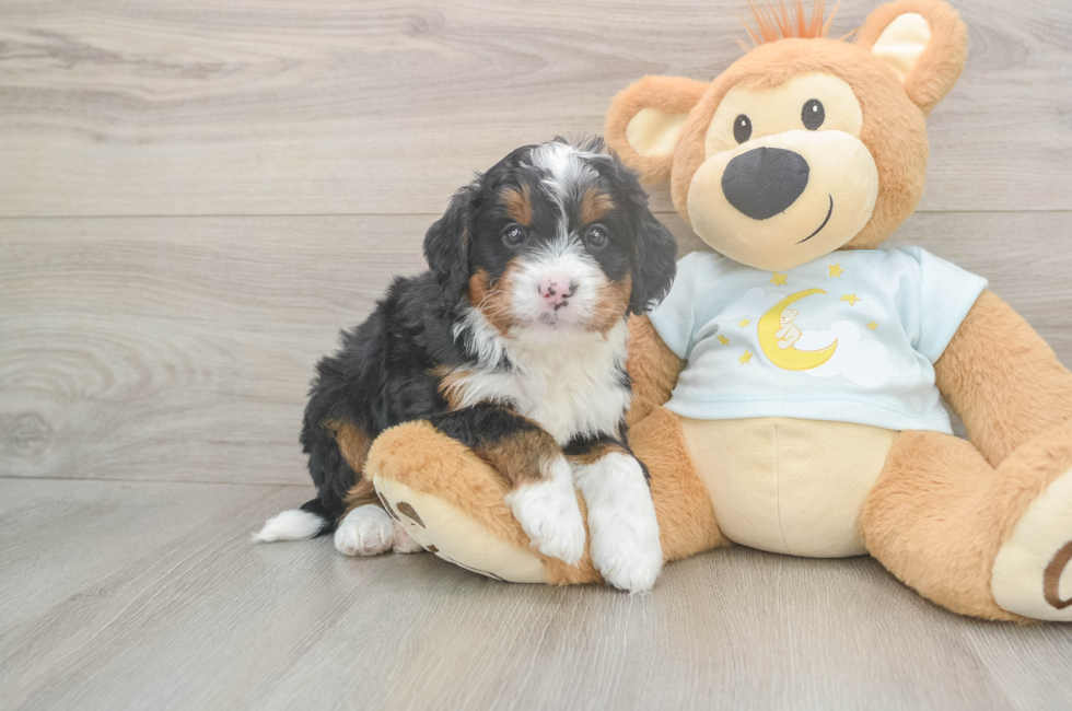 5 week old Mini Bernedoodle Puppy For Sale - Seaside Pups