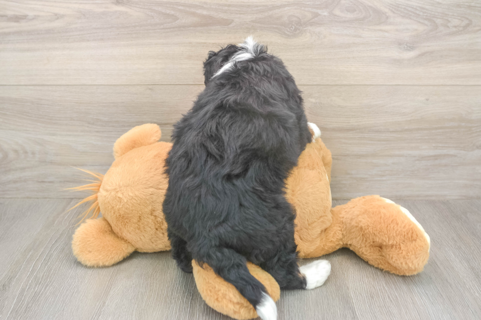 Mini Bernedoodle Puppy for Adoption