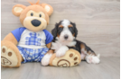 Best Mini Bernedoodle Baby