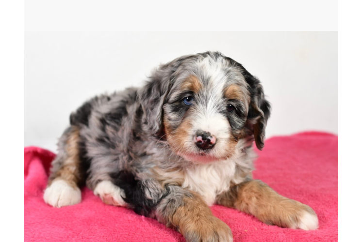 Cute Mini Bernedoodle Baby