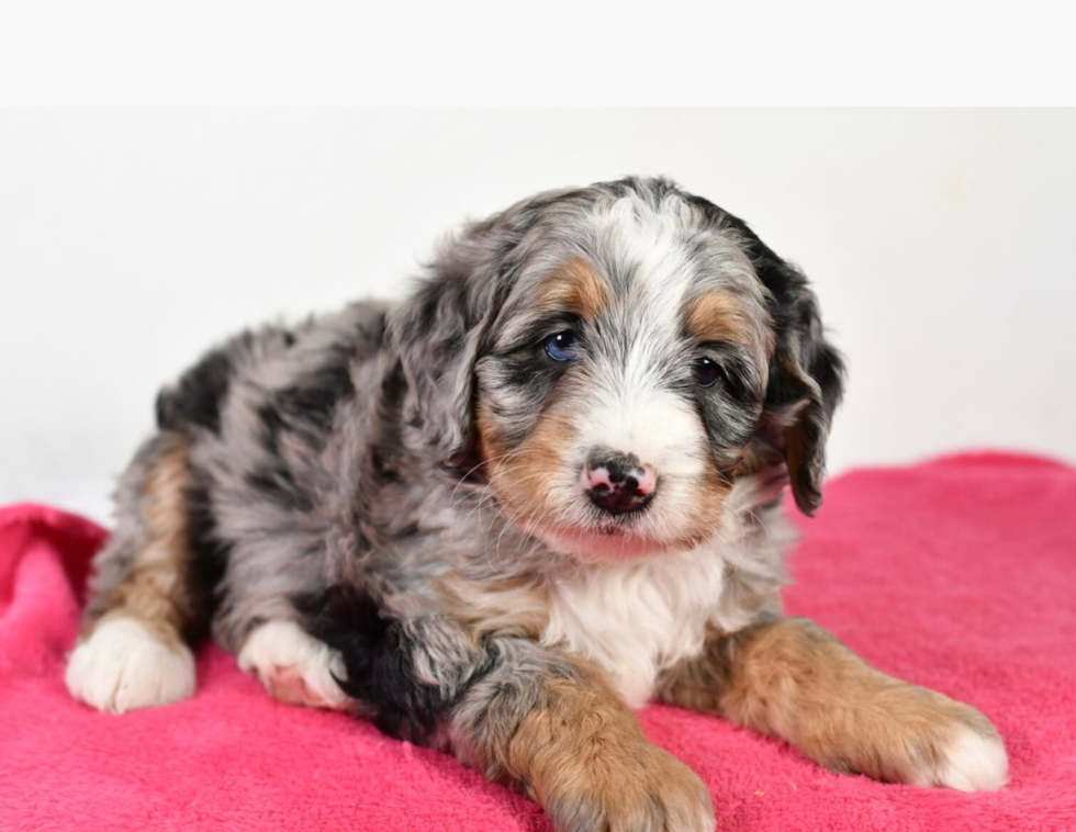 Cute Mini Bernedoodle Baby