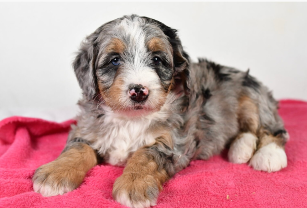 Cute Bernadoodle Poodle Mix Puppy