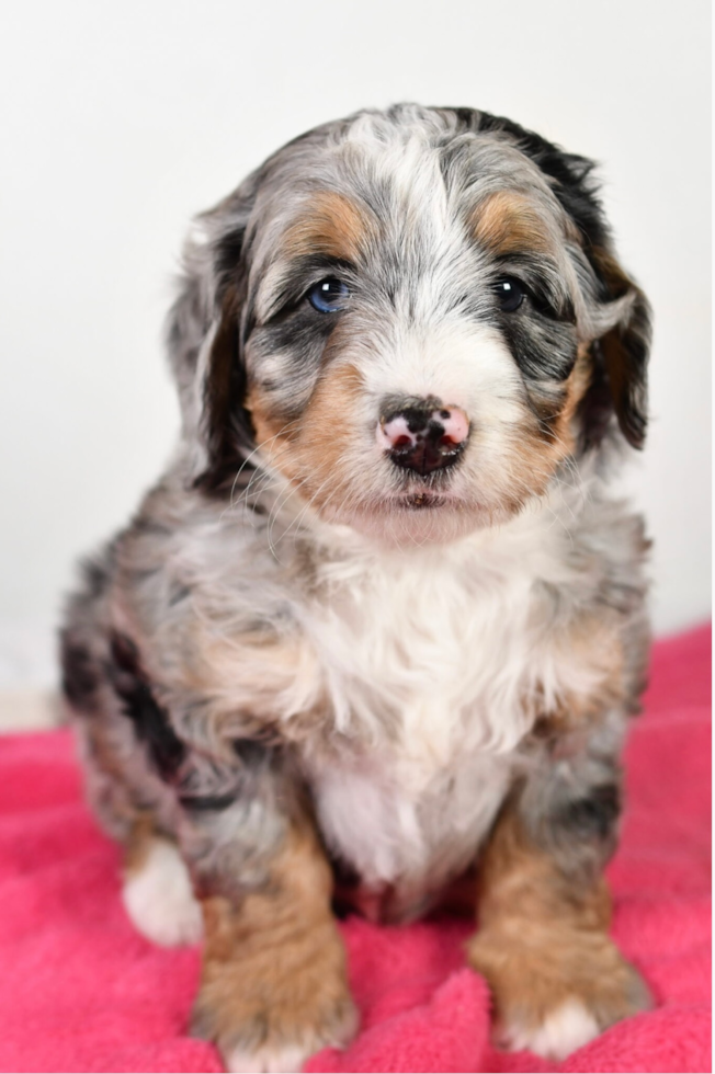 Best Mini Bernedoodle Baby