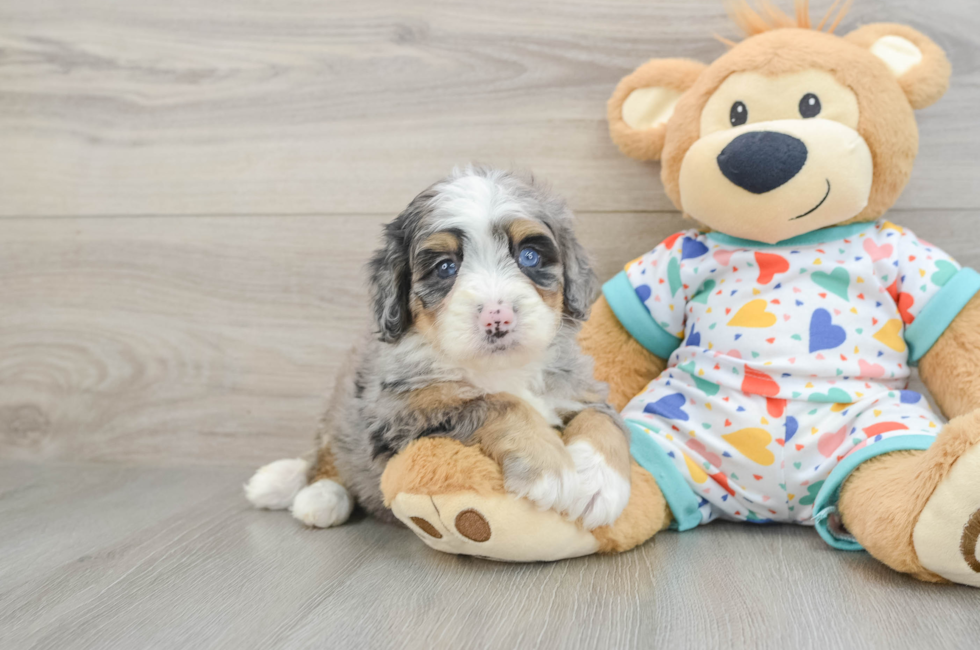 6 week old Mini Bernedoodle Puppy For Sale - Seaside Pups