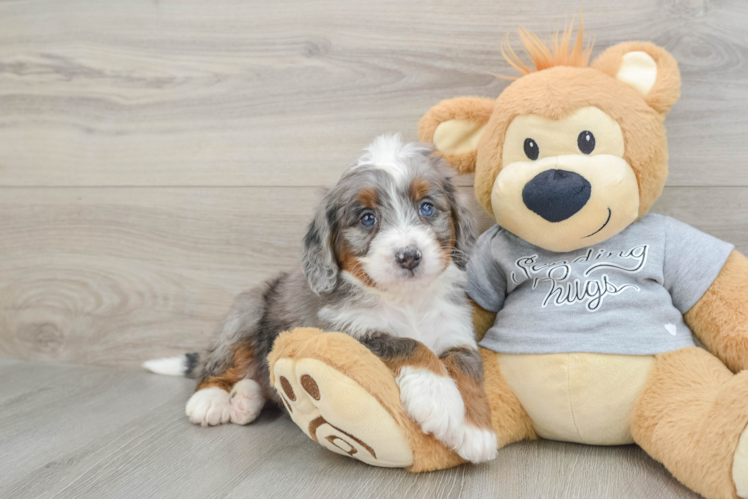 Little Mini Bernese Poodle Poodle Mix Puppy