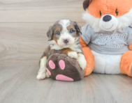 5 week old Mini Bernedoodle Puppy For Sale - Seaside Pups