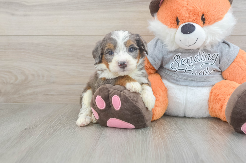 5 week old Mini Bernedoodle Puppy For Sale - Seaside Pups