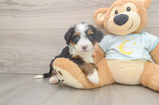 Petite Mini Bernedoodle Poodle Mix Pup